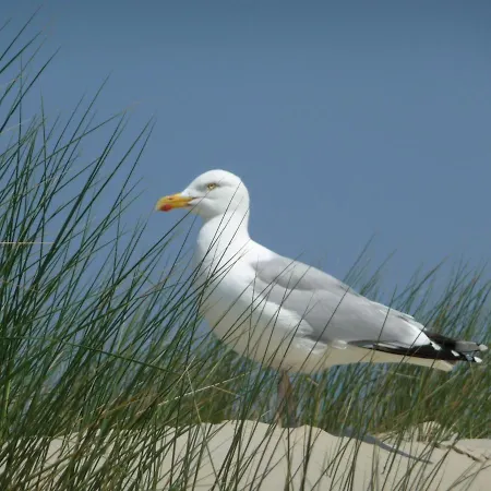 Lägenhet Strandhafer I - #125082 *